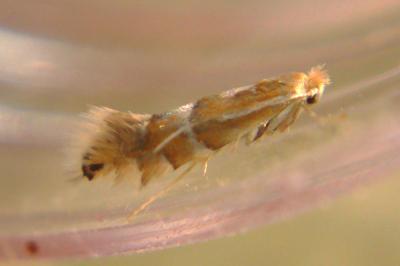 Phyllonorycter ulmifoliella