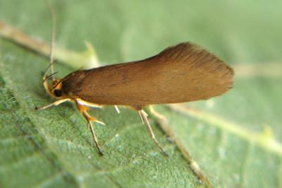 Crassa unitella