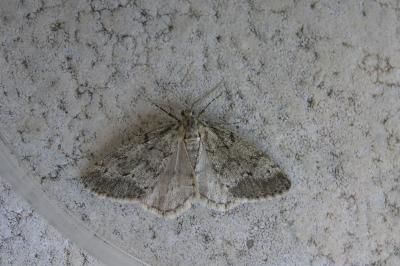 Tephronia sepiaria