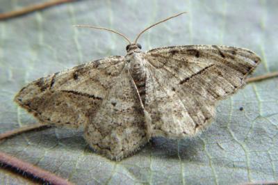 Chiasmia aestimaria