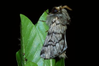 Thaumetopoea pityocampa