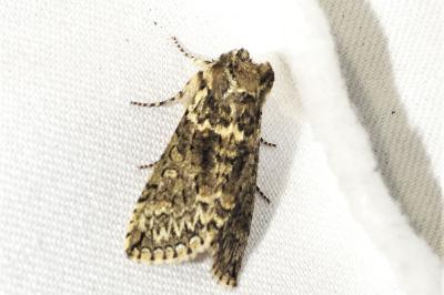 Polyploca ridens