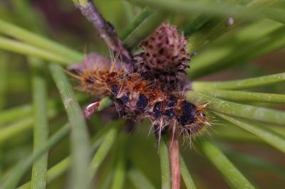 Thaumetopoea pityocampa