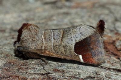 Clostera curtula