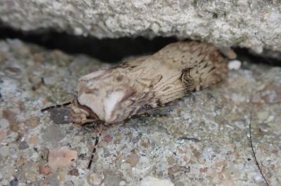 Agrotis puta