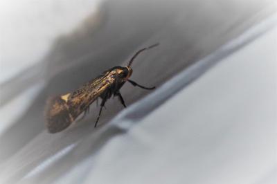 Esperia sulphurella