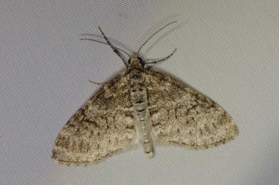 Lobophora halterata