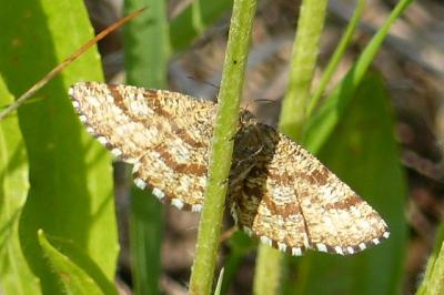 Ematurga atomaria