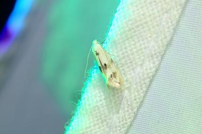 Elachista maculicerusella