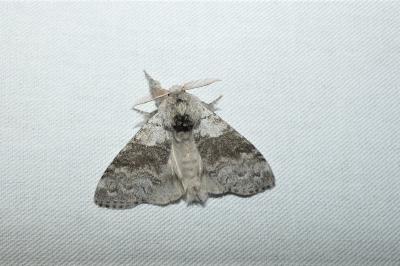 Calliteara pudibunda