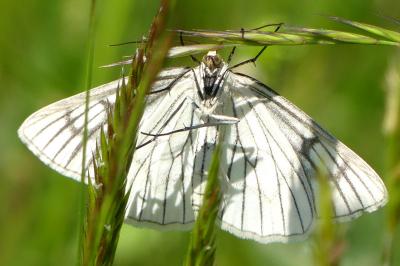 Siona lineata