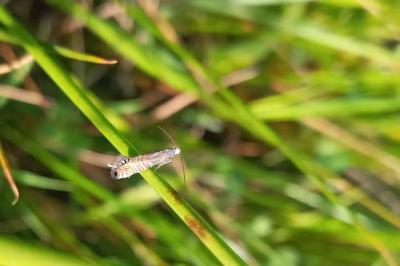 Glyphipterix thrasonella