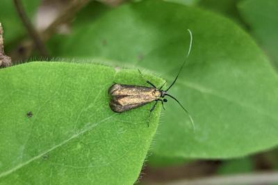Adela reaumurella