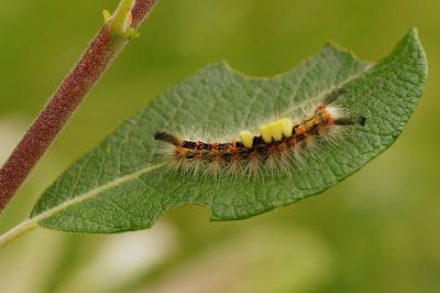 Orgyia antiqua