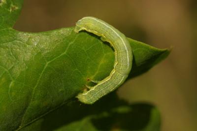 Orthosia incerta