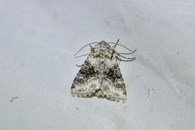 Hecatera bicolorata