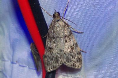 Scoparia ambigualis