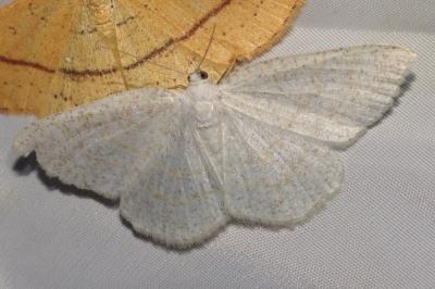 Cabera exanthemata