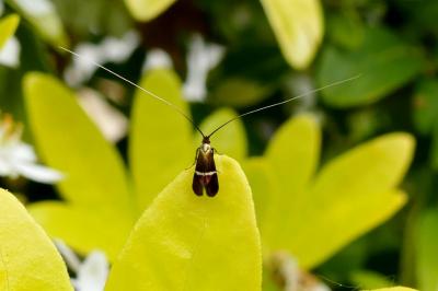 Adela australis