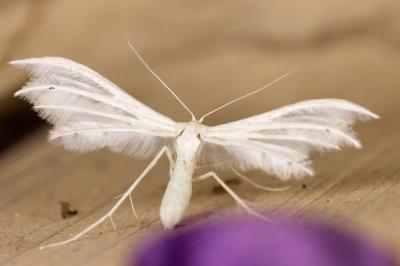 Pterophorus pentadactylus