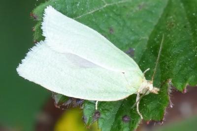 Tortrix viridana