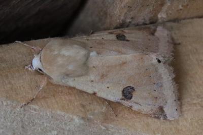Heliothis peltigera