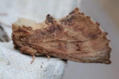 Ptilodon capucina