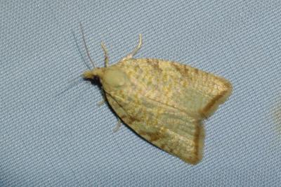 Aleimma loeflingiana