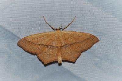 Scopula imitaria
