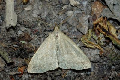 Pechipogo strigilata