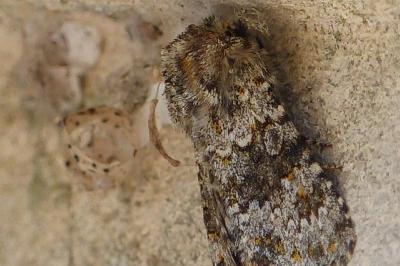 Hecatera dysodea