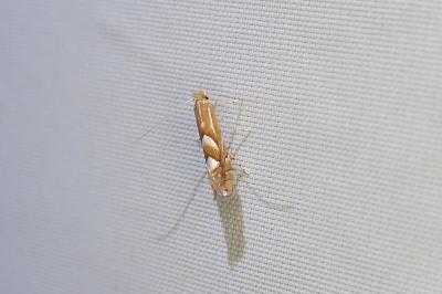 Phyllonorycter belotella