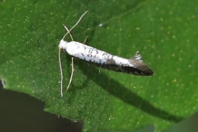 Argyresthia retinella