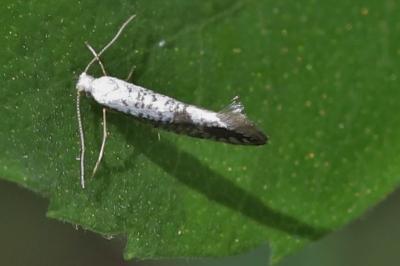 Argyresthia retinella