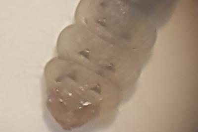 Lyonetia clerkella