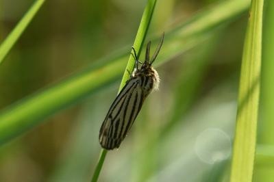 Spiris striata