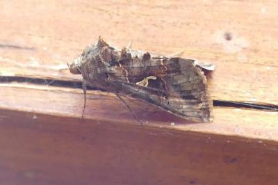 Autographa gamma