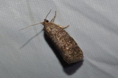 Neosphaleroptera nubilana