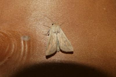 Mythimna vitellina