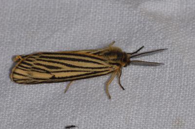 Spiris striata
