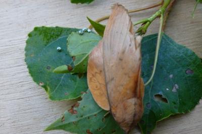 Gastropacha populifolia