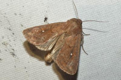 Mythimna albipuncta