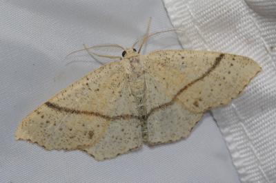 Cyclophora punctaria