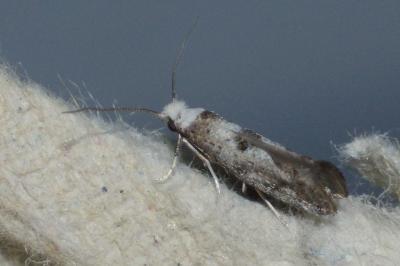 Paraswammerdamia albicapitella
