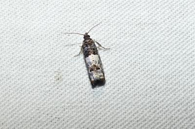 Notocelia trimaculana