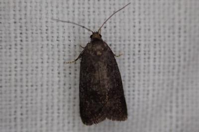 Neosphaleroptera nubilana