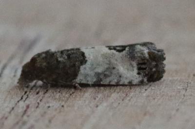 Spilonota ocellana