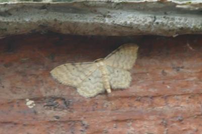Idaea fuscovenosa