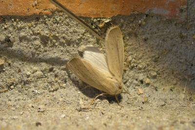 Sesamia nonagrioides