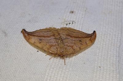 Drepana curvatula